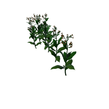 Flower Macedonia3